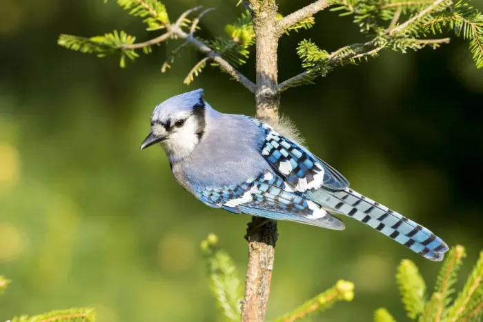 Framed Print : Blue Jay (Cyanocitta cristata) in spruce tree. Marion Co. IL