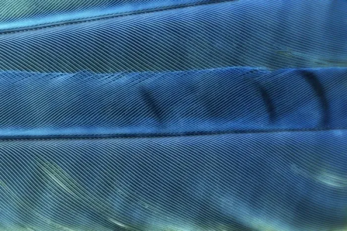 Framed Print : Detail of blue Jay feathers