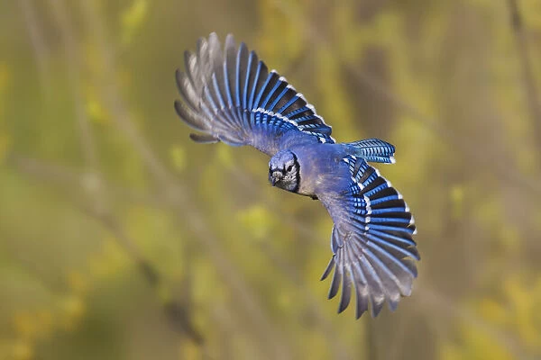 Blue jay flying