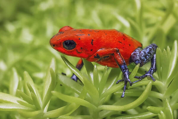 Blue-jeans frog, Strawberry poison dart frog