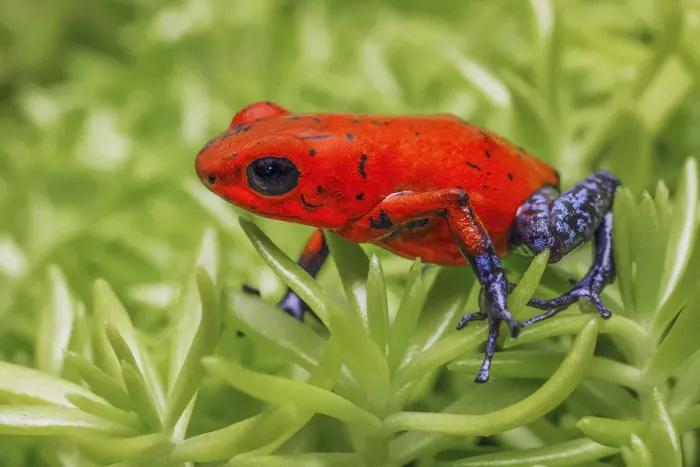 Framed Print : Blue-jeans frog, Strawberry poison dart frog