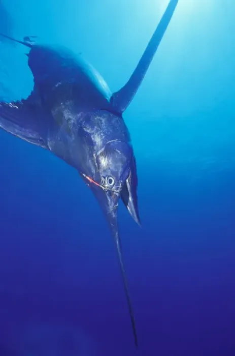 Framed Print : Blue Marlin (Makaira nigricans) 549 pounds hooked near Kona, Big Island, Hawaii