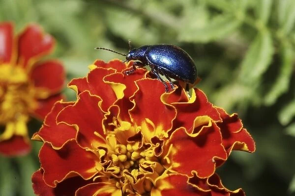 Blue Milkweed Beetle placed on flower (MR)
