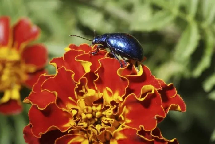Framed Print : Blue Milkweed Beetle placed on flower (MR) Framed Print : Blue Milkweed Beetle placed on flower (MR)