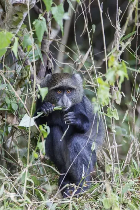 Framed Print : Blue Monkey (Cercopithecus mitis) crouched in vines eating while looking at the camera Framed Print : Blue Monkey (Cercopithecus mitis) crouched in vines eating while looking at the camera