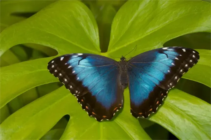 Framed Print : Blue Morpho Butterfly, Morpho granadensis Framed Print : Blue Morpho Butterfly, Morpho granadensis