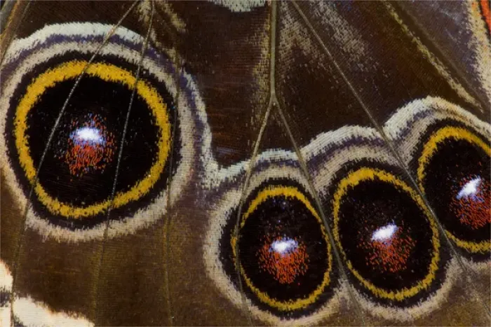 Framed Print : Blue Morpho Butterfly, Morpho granadensis, wings closed and macro showing eye spots Framed Print : Blue Morpho Butterfly, Morpho granadensis, wings closed and macro showing eye spots