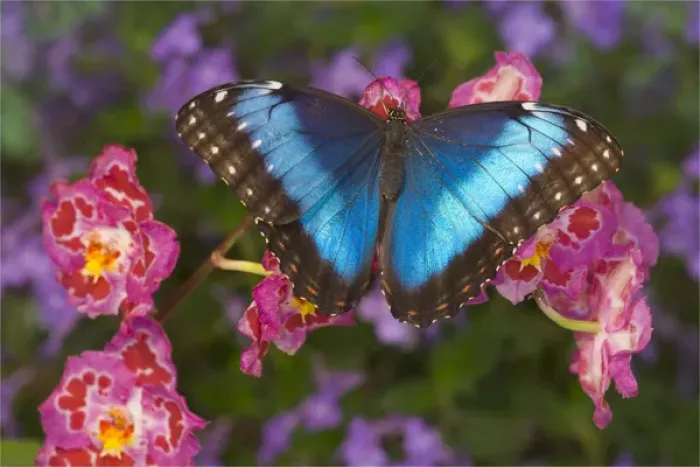 Framed Print : Blue Morpho Butterfly, Morpho granadensis, on pink orchid Framed Print : Blue Morpho Butterfly, Morpho granadensis, on pink orchid