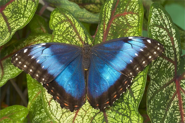 Blue Morpho Butterfly, Morpho granadensis, resting on Caladium