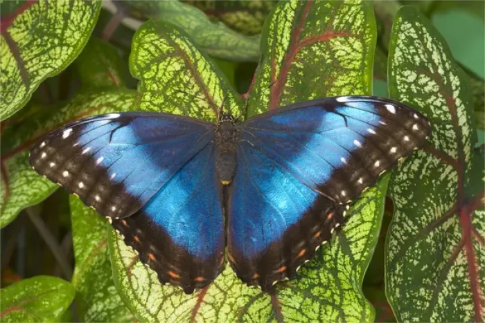 Framed Print : Blue Morpho Butterfly, Morpho granadensis, resting on Caladium Framed Print : Blue Morpho Butterfly, Morpho granadensis, resting on Caladium