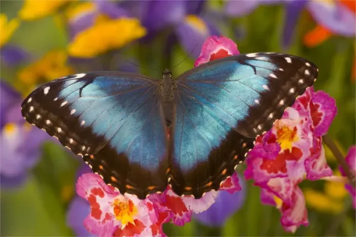 Framed Print : Blue Morpho Butterfly, Morpho granadensis, on pink orchid Framed Print : Blue Morpho Butterfly, Morpho granadensis, on pink orchid