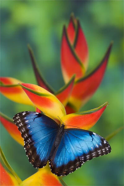 Blue Morpho Butterfly, Morpho granadensis, sitting on tropical Heliconia flowers