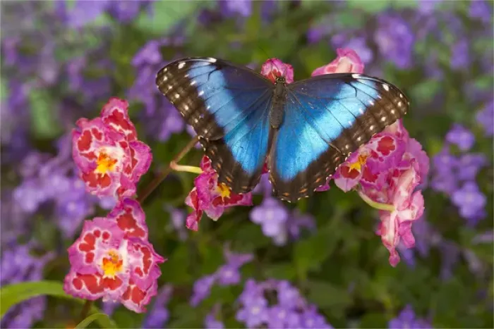 Framed Print : Blue Morpho Butterfly, Morpho granadensis, on pink orchid Framed Print : Blue Morpho Butterfly, Morpho granadensis, on pink orchid