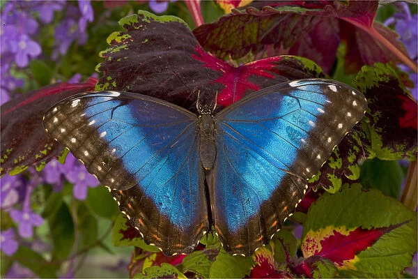 Blue Morpho Butterfly, Morpho granadensis, resting on Coleus
