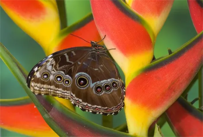 Framed Print : Blue Morpho Butterfly, Morpho granadensis, sitting on tropical Heliconia flowers
