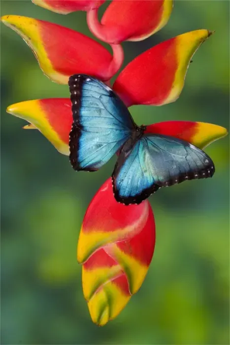 Framed Print : Blue Morpho Butterfly, Morpho granadensis, sitting on tropical Heliconia flowers