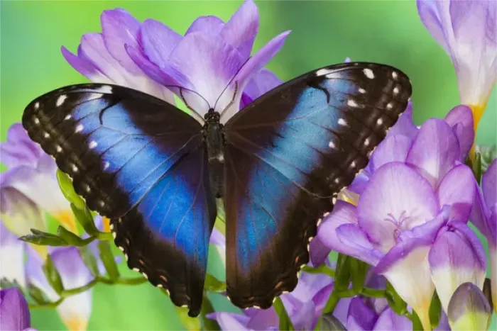 Framed Print : Blue Morpho Butterfly, Morpho peleides Framed Print : Blue Morpho Butterfly, Morpho peleides