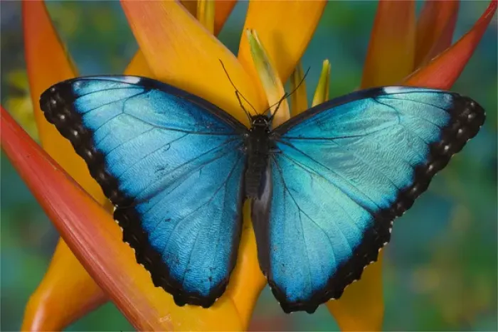 Framed Print : Blue Morpho Butterfly, Morpho peleides, on Heliconia tropical flower Framed Print : Blue Morpho Butterfly, Morpho peleides, on Heliconia tropical flower