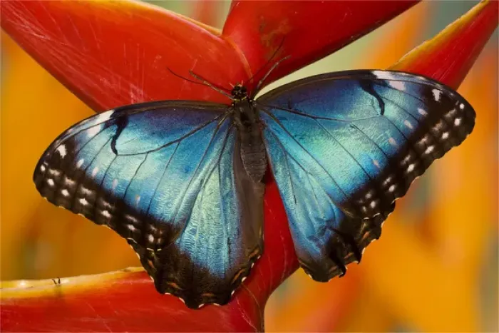 Framed Print : Blue Morpho Butterfly, Morpho peleides, on Heliconia tropical flower