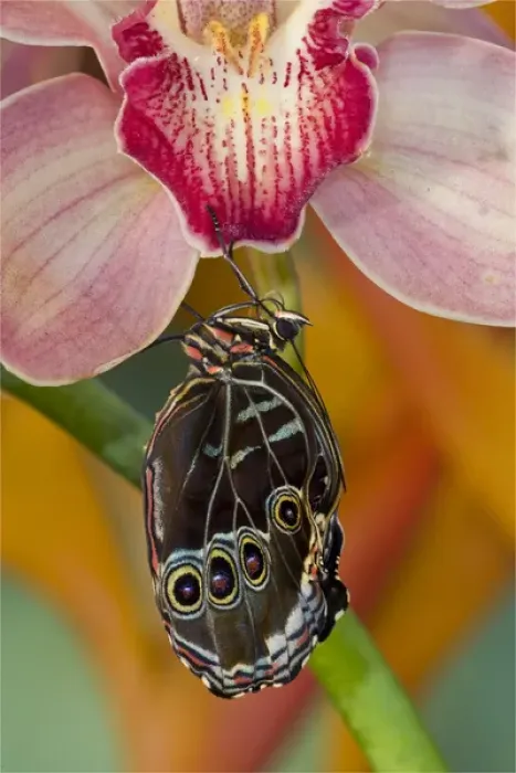 Framed Print : Blue Morpho Butterfly, Morpho peleides, on pink Orchid just hatched out and expanding Framed Print : Blue Morpho Butterfly, Morpho peleides, on pink Orchid just hatched out and expanding