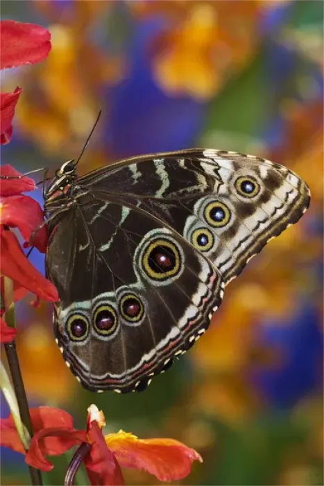 Framed Print : Blue Morpho Butterfly, Morpho peleides, on Orchid with wings closed displaying eye spots Framed Print : Blue Morpho Butterfly, Morpho peleides, on Orchid with wings closed displaying eye spots