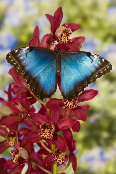Framed Print : Blue Morpho Butterfly, Morpho peleides, on pink Orchid Framed Print : Blue Morpho Butterfly, Morpho peleides, on pink Orchid
