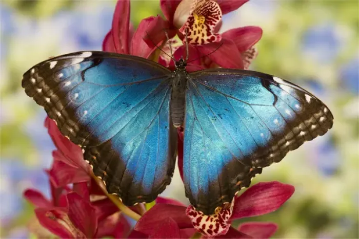 Framed Print : Blue Morpho Butterfly, Morpho peleides, on pink Orchid Framed Print : Blue Morpho Butterfly, Morpho peleides, on pink Orchid