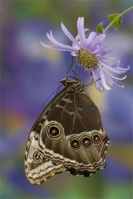 Framed Print : Blue Morpho Butterfly, Morpho peleides, wings closed Framed Print : Blue Morpho Butterfly, Morpho peleides, wings closed