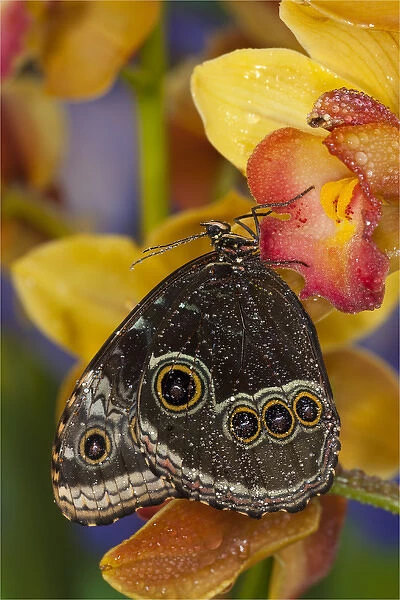 Blue Morpho Butterfly, Morpho peleides, on Orchid with wings closed displaying eye spots