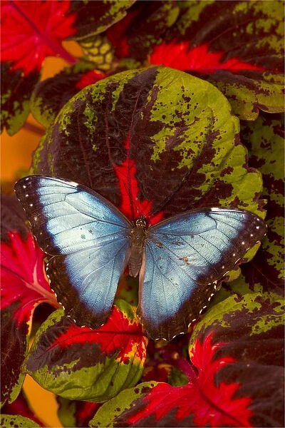 Blue Morpho Butterfly, Morpho peleides, wings open on coleus leaves