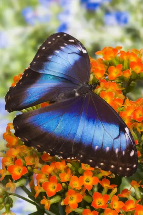 Framed Print : Blue Morpho Butterfly, Morpho peleides Framed Print : Blue Morpho Butterfly, Morpho peleides