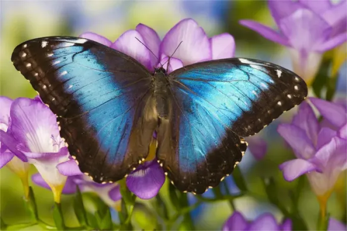 Framed Print : Blue Morpho Butterfly, Morpho peleides Framed Print : Blue Morpho Butterfly, Morpho peleides
