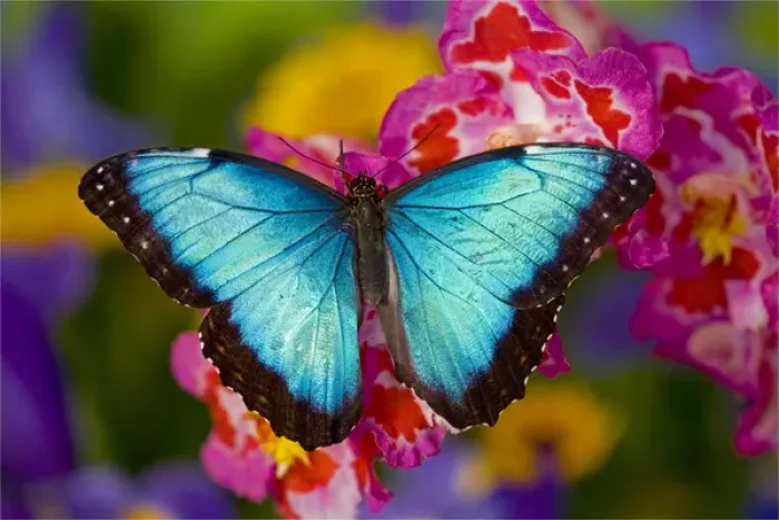 Framed Print : Blue Morpho Butterfly, Morpho peleides, on pink Orchid Framed Print : Blue Morpho Butterfly, Morpho peleides, on pink Orchid