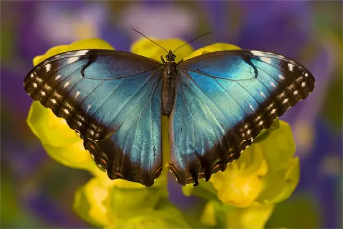 Framed Print : Blue Morpho Butterfly, Morpho peleides, on Orchid Framed Print : Blue Morpho Butterfly, Morpho peleides, on Orchid