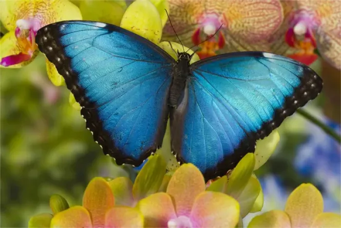 Framed Print : Blue Morpho Butterfly, Morpho peleides, on Orchid
