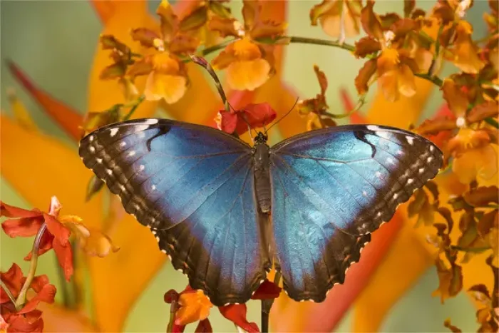 Framed Print : Blue Morpho Butterfly, Morpho peleides, on Orchid Framed Print : Blue Morpho Butterfly, Morpho peleides, on Orchid