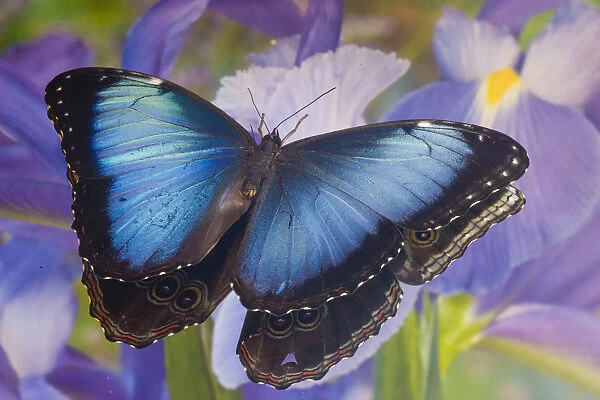 Blue morpho butterfly with reflection with Dutch iris