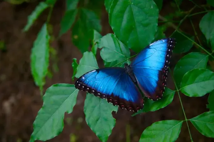 Framed Print : Blue morpho, Monte Verde, Costa Rica