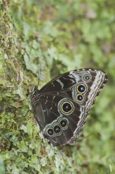 Framed Print : Blue Morpho, Morpho menelaus, adult newly emerged from pupa, captive, La Paz Waterfall Gardens
