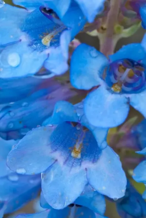 Framed Print : Blue Penstemon aka Beardtongue with water drops at Medicine Rocks State Park near