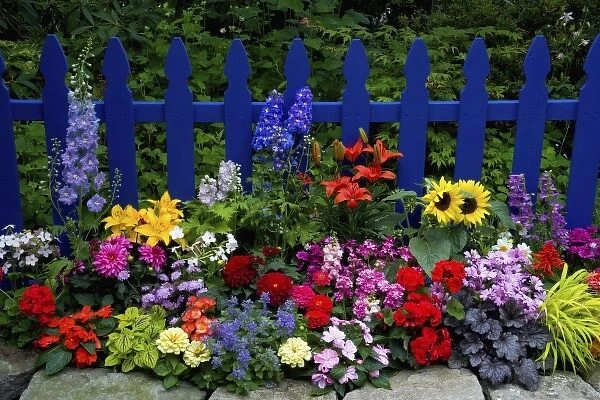 Blue Picket Fence with flower garden gracing it Sammamish Washington and our garden
