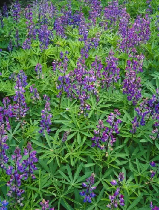 Framed Print : Blue Pod lupine in Olympic National Park, Washington