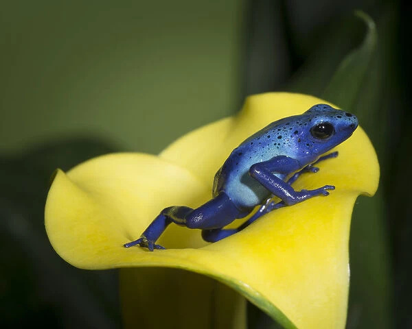 Blue poison dart frog, Blue poison arrow frog, okopipi, Dendrobates tinctorius azureus'