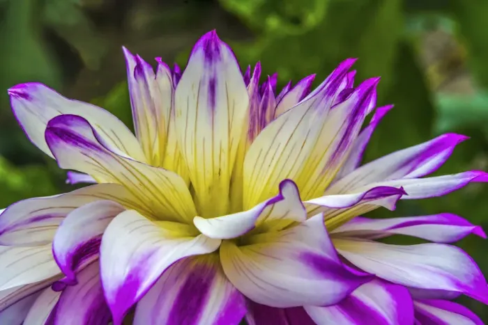 Framed Print : Blue purple white Dinnerplate a dahlia blooming. Dahlia named Ferncliff Illusion Framed Print : Blue purple white Dinnerplate a dahlia blooming. Dahlia named Ferncliff Illusion