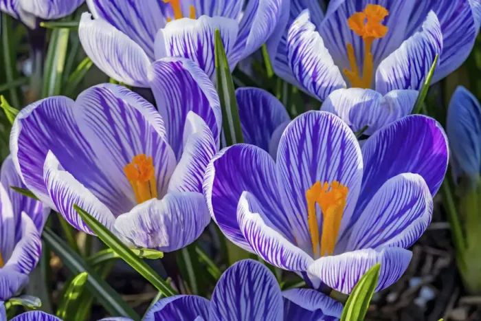 Framed Print : Blue, purple, white yellow Crocuses blooming, Bellevue, Washington State