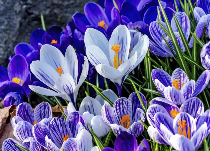 Framed Print : Blue, purple, white yellow Crocuses blooming, Bellevue, Washington State