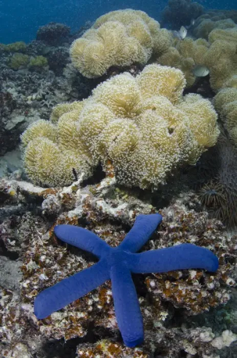 Framed Print : Blue Sea Star (Linckia laevigata), on coral reef, Fiji. South Pacific