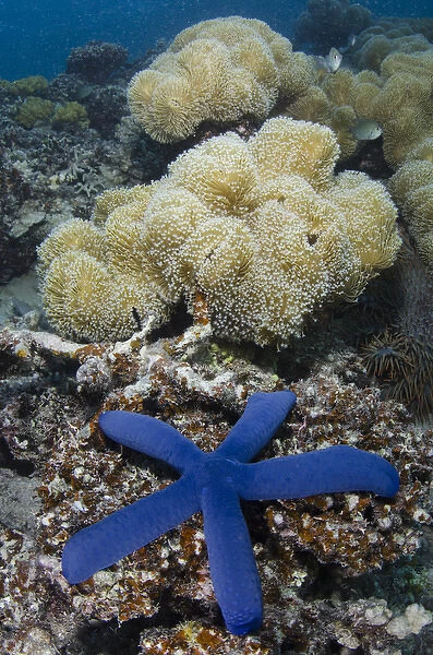 Blue Sea Star (Linckia laevigata), on coral reef, Fiji. South Pacific