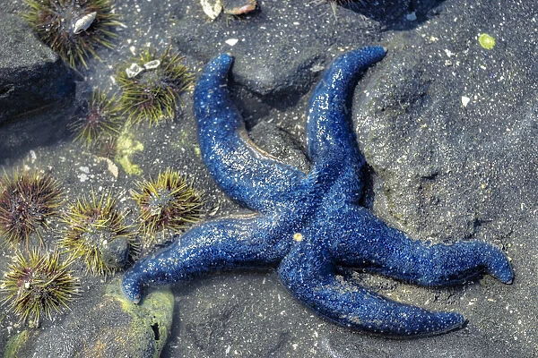 Blue Sea Star, tidal pool, Juneau, Alaska, USA