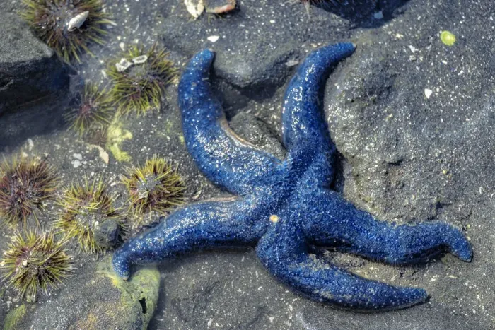 Framed Print : Blue Sea Star, tidal pool, Juneau, Alaska, USA Framed Print : Blue Sea Star, tidal pool, Juneau, Alaska, USA